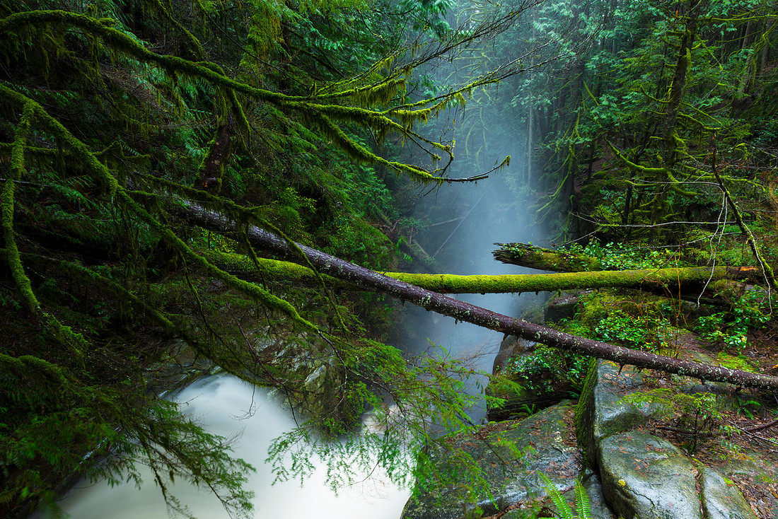 Rain Fog