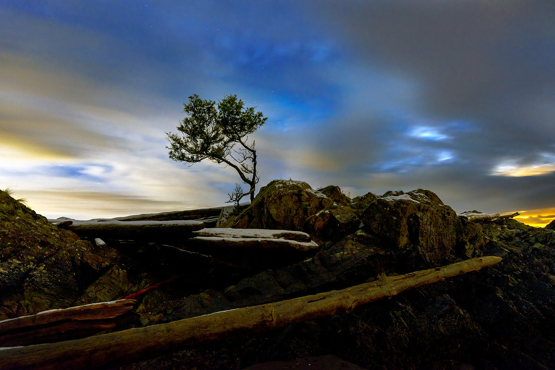 Arbutus Evenings