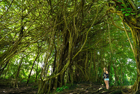 Jungle