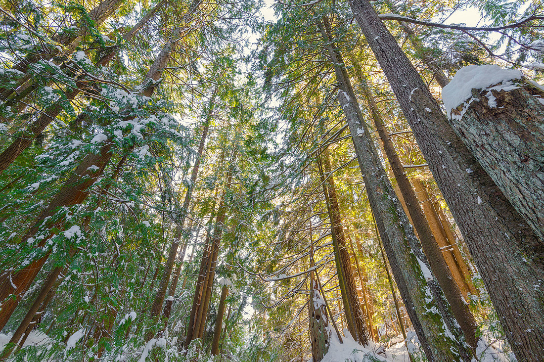 Winter Green