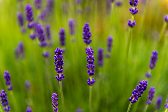 Purple Power