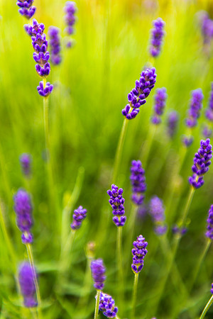 Lavender Glow