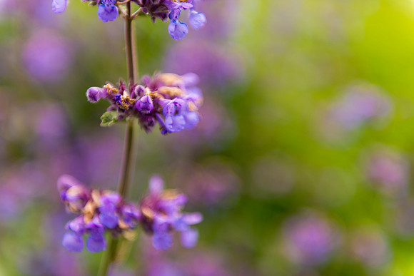 Violet Stalks