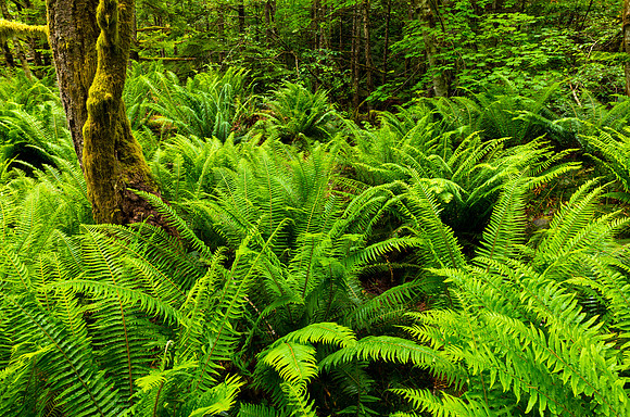 Ferns in Full
