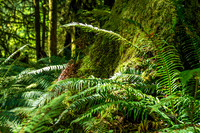 Bridal Forest