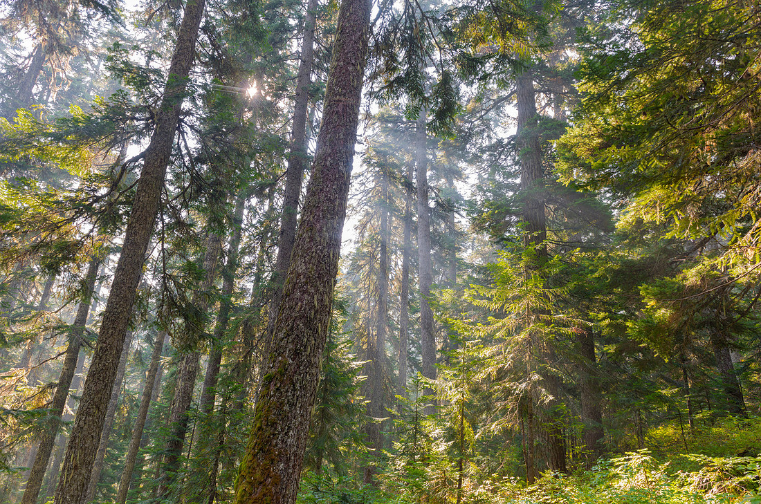 Forests of Freedom
