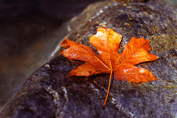 Maple Fall
