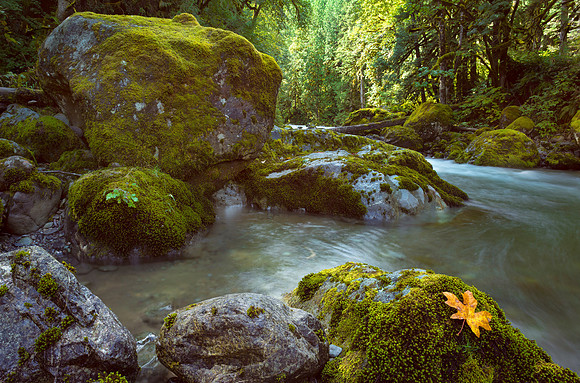 Little Tamihi