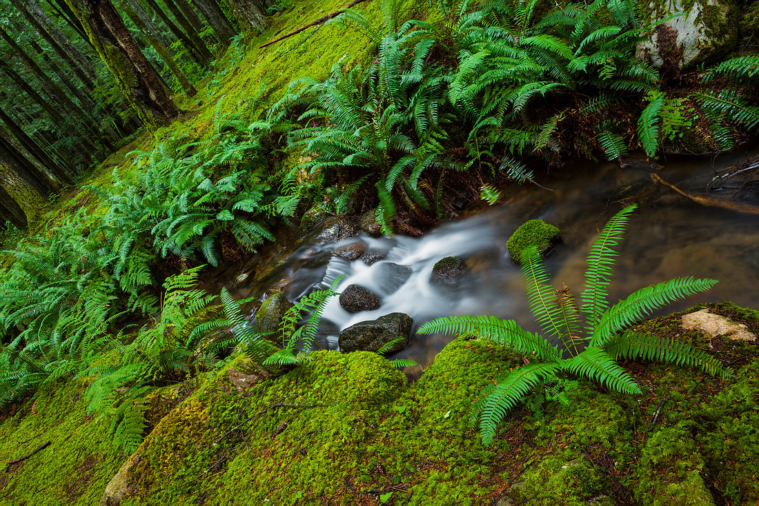 Ferns
