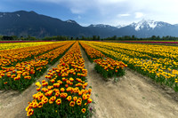Golden Cheam Tulips