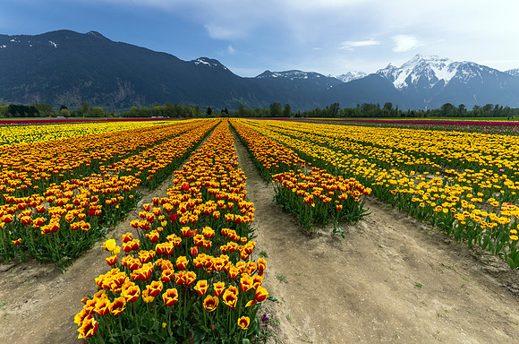 Golden Cheam Tulips