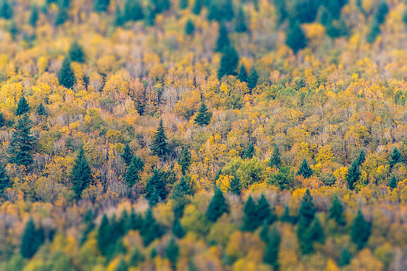 Fall Scapes