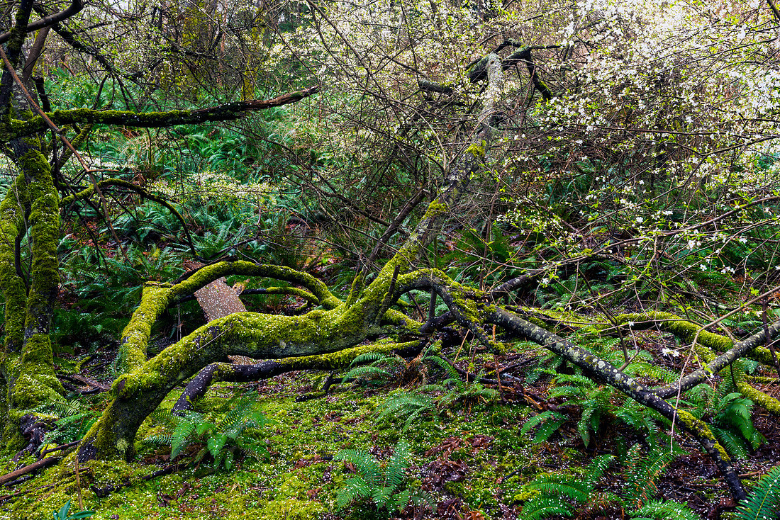 Fairy Wood