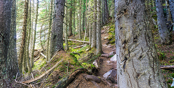 Forest Floor