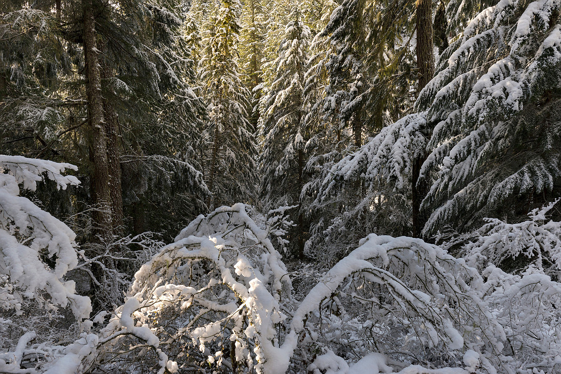 Frozen Green