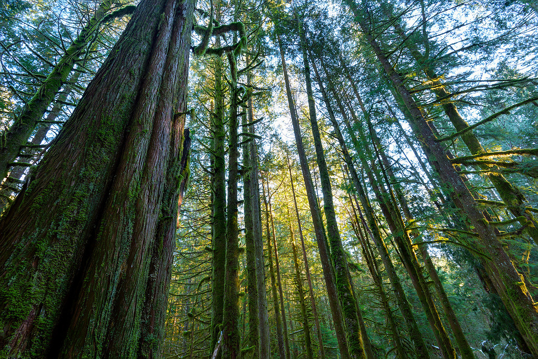 Forlorn Forests