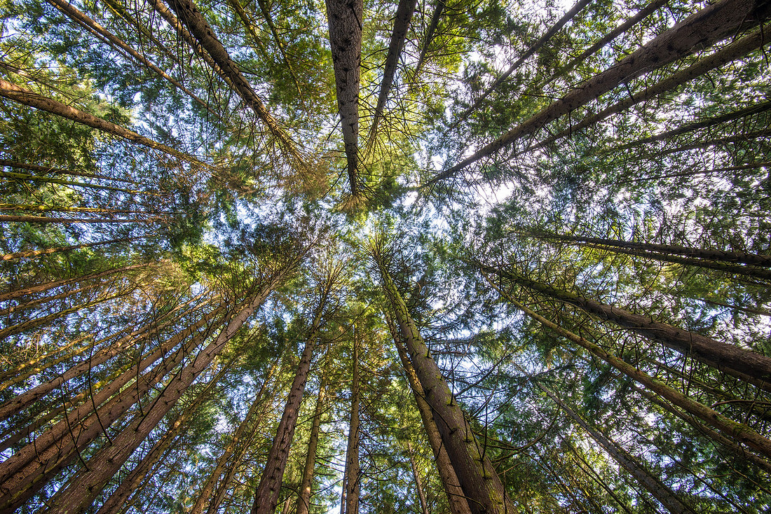 Forest Scape