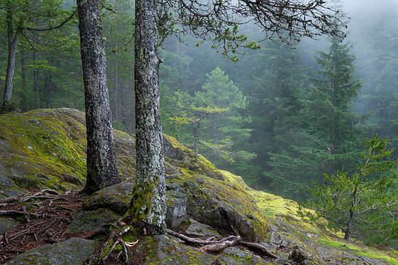 Fog Forms