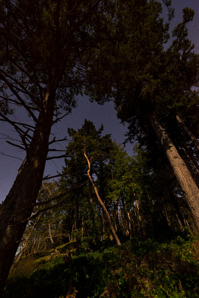 Arbutus Glow
