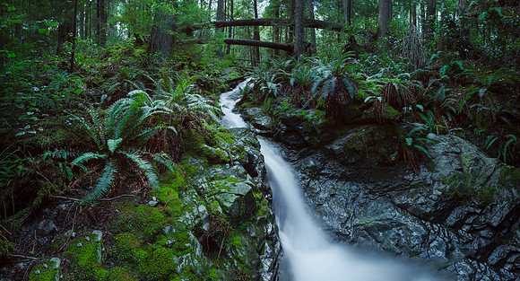Creek Flow