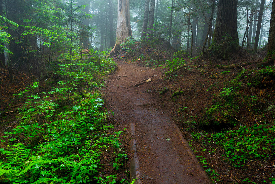 Skyline Divide Trail, Snoqualmie National Forest, Washington State, USA.