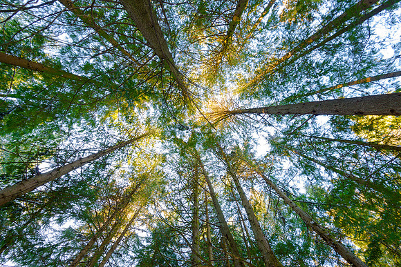 Canopy Green