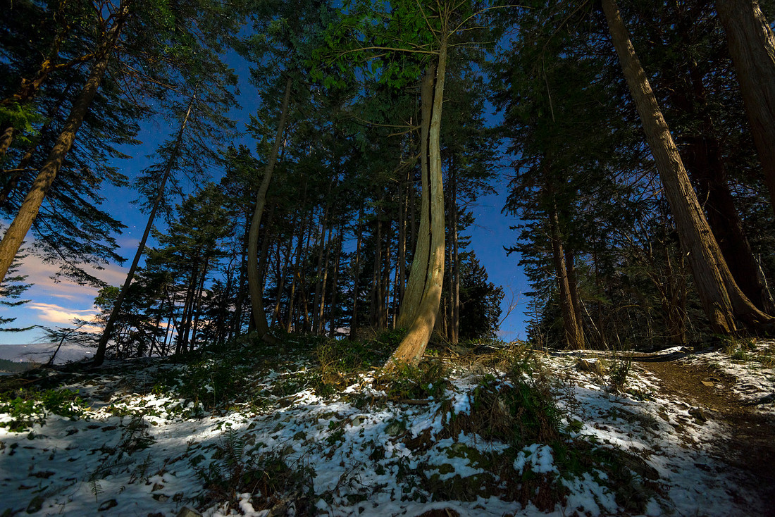 Moon Forest