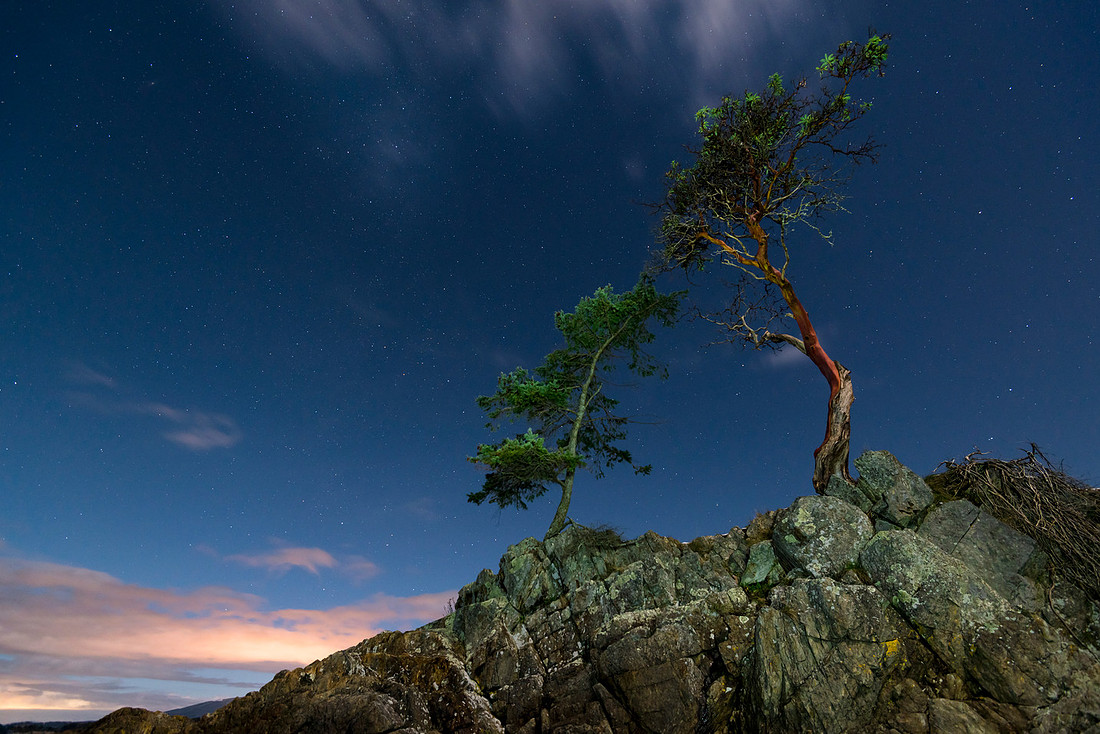 Arbutus Glow