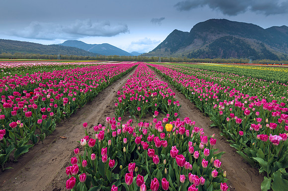 Rainbow Fields