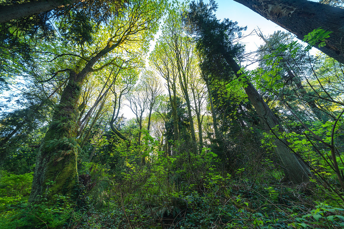 Stanley Park