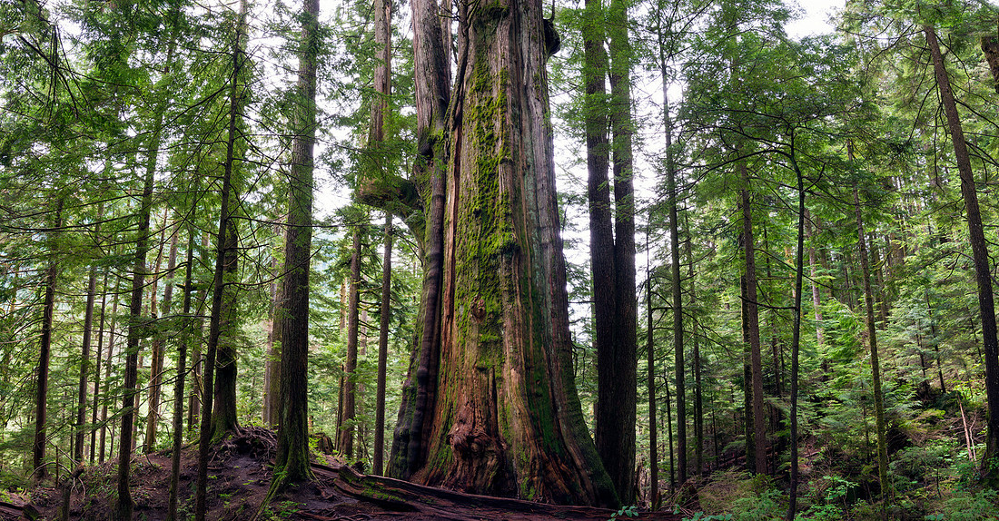 Cedar Forest