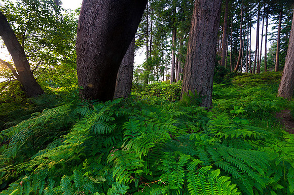 Nature Glows