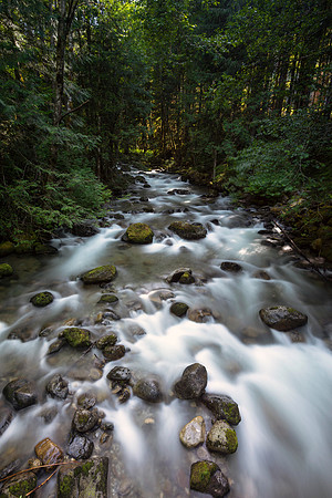 Wooded Symphony