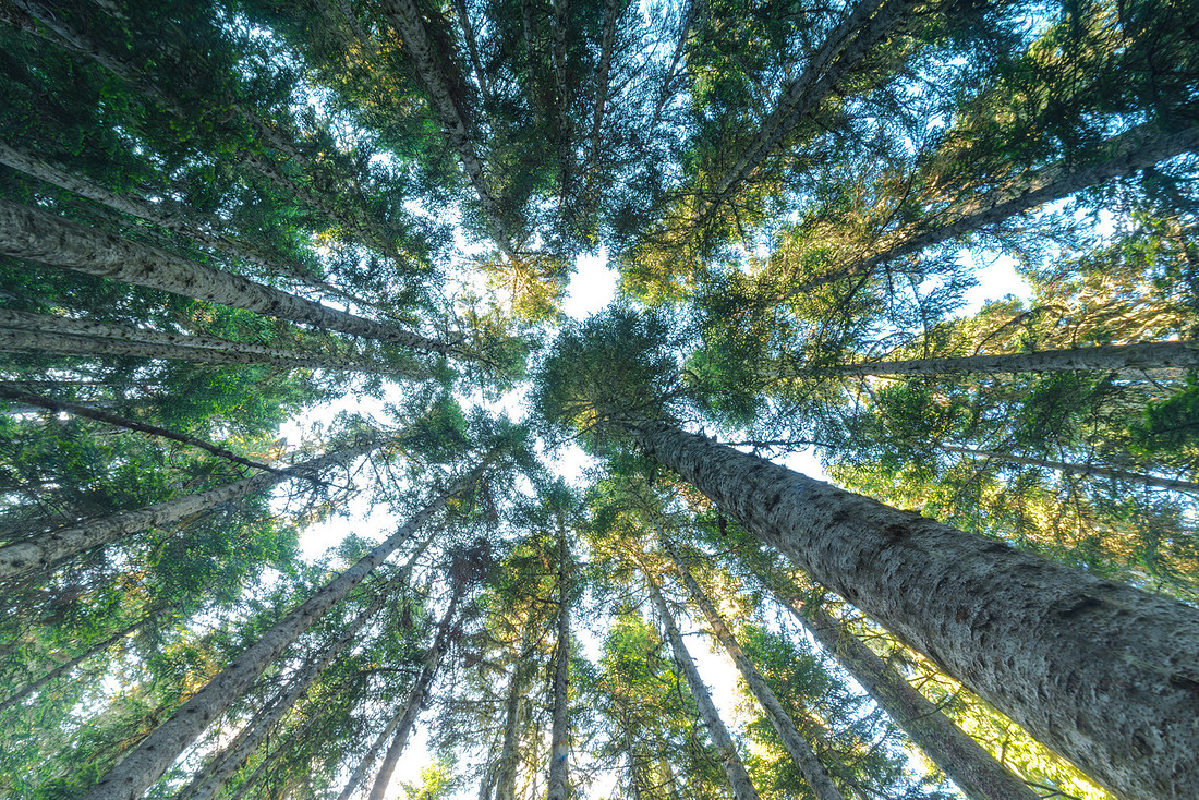 Natural Canopy