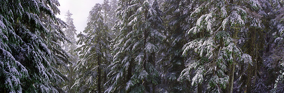 Snow Breeze