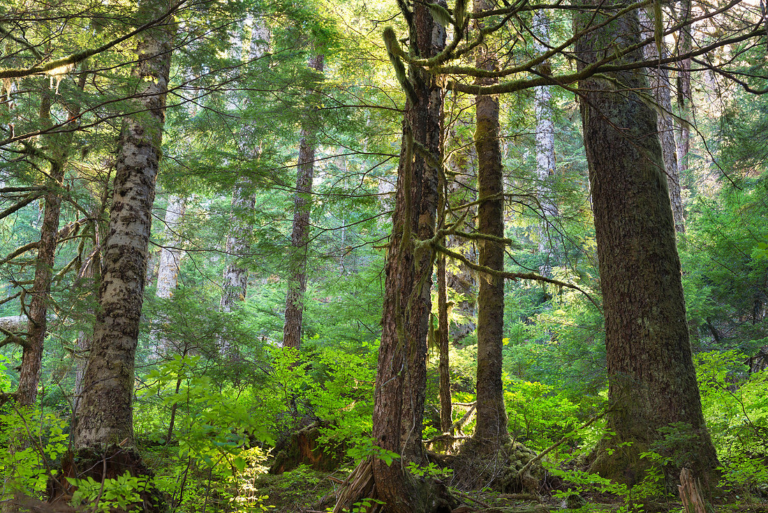 Elven Paths