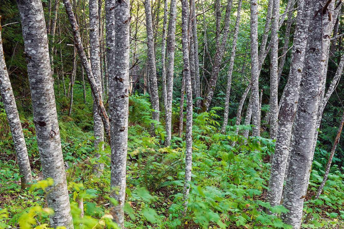 Alder Emeralds