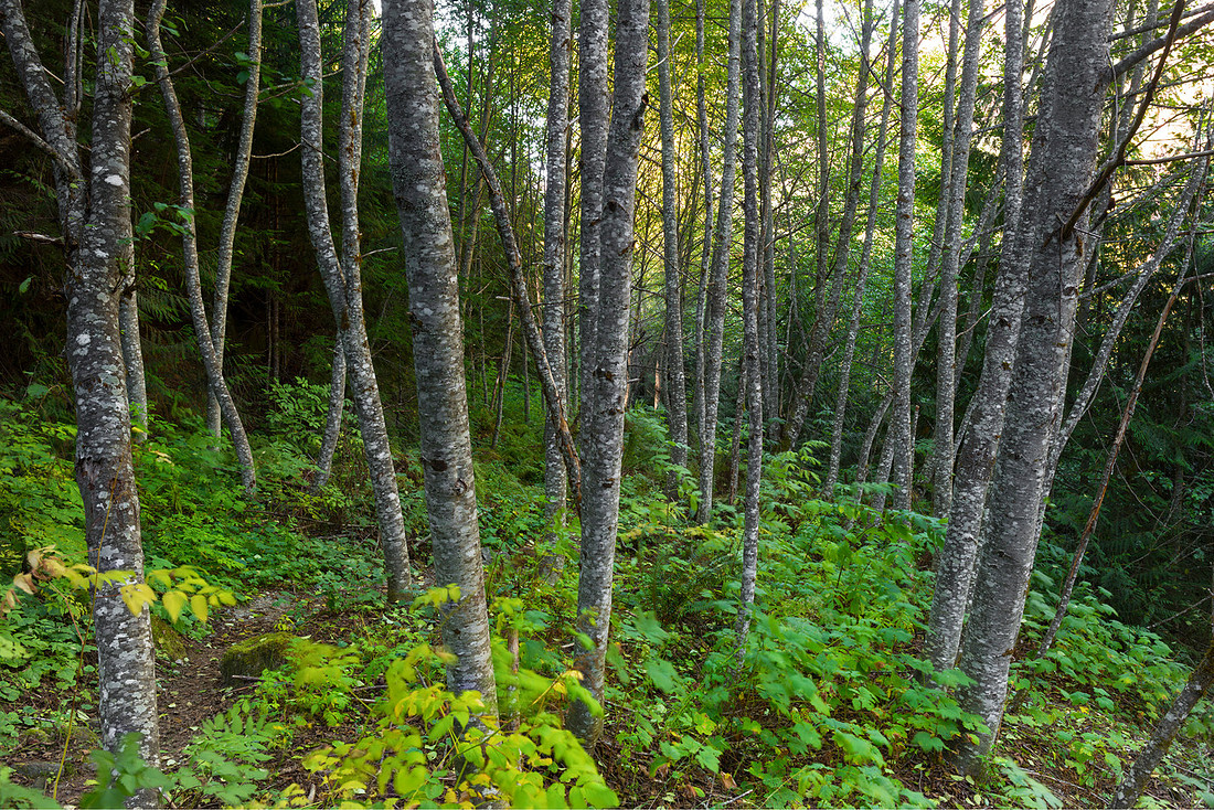 Sylvan Wood