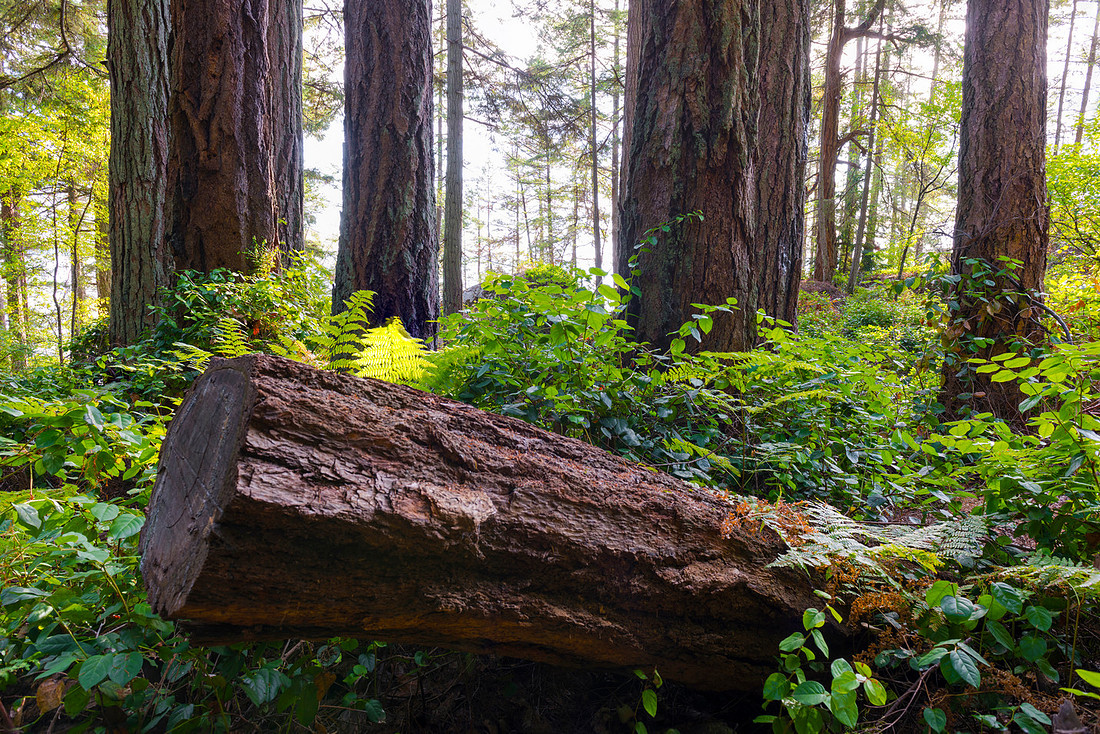 Natural Wood Light