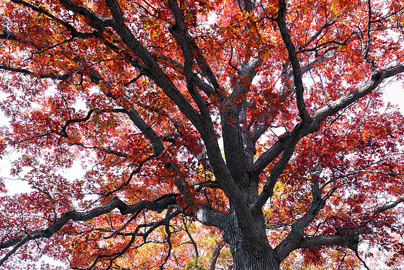 Napanee Oak