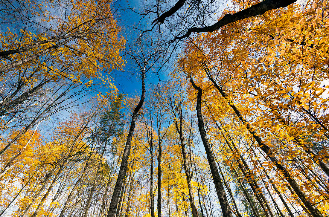 Golden Fall