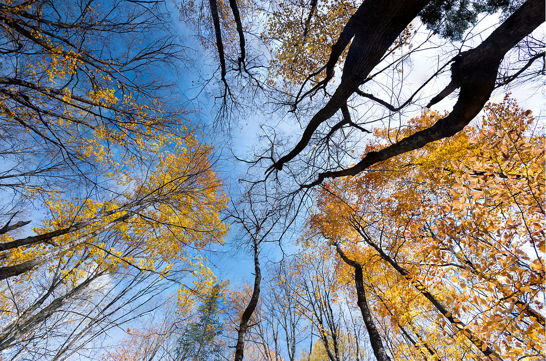 Looking Up