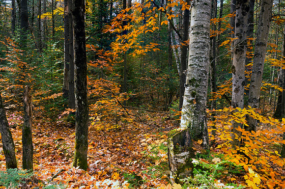 Fall Love