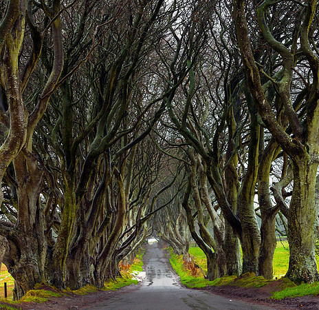 Dark Hedges