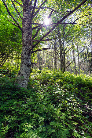 Alder Star