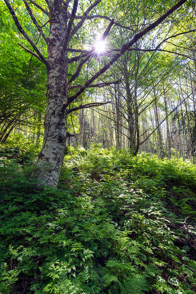 Alder Star