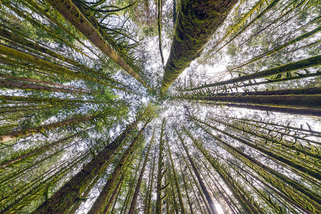 Titanic Trees