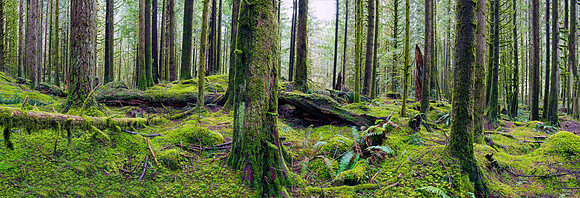 Rain Forest
