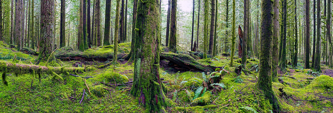 Rain Forest