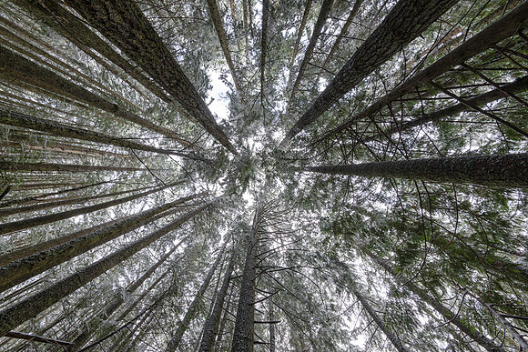 Tree Wheel